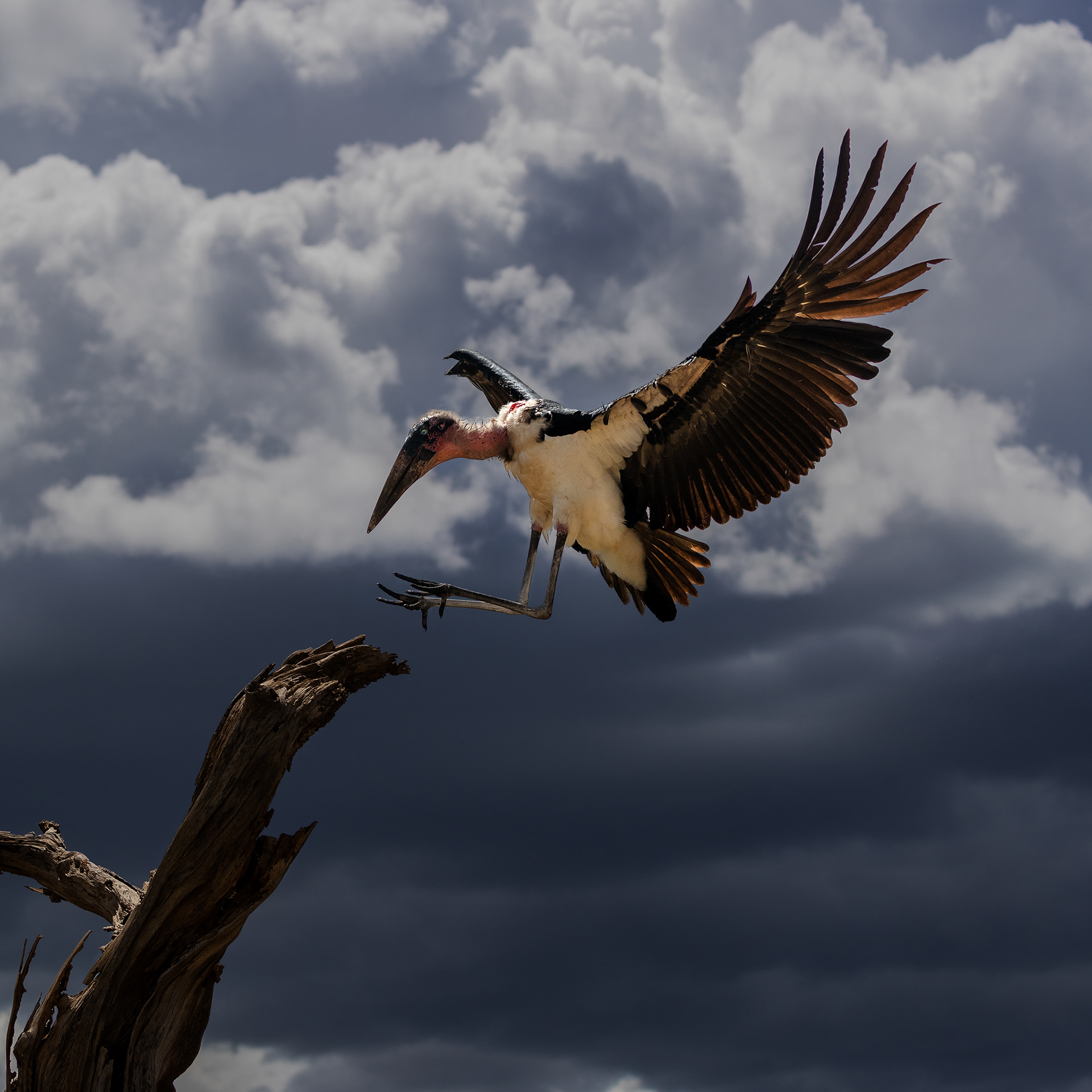 Marabou Stork