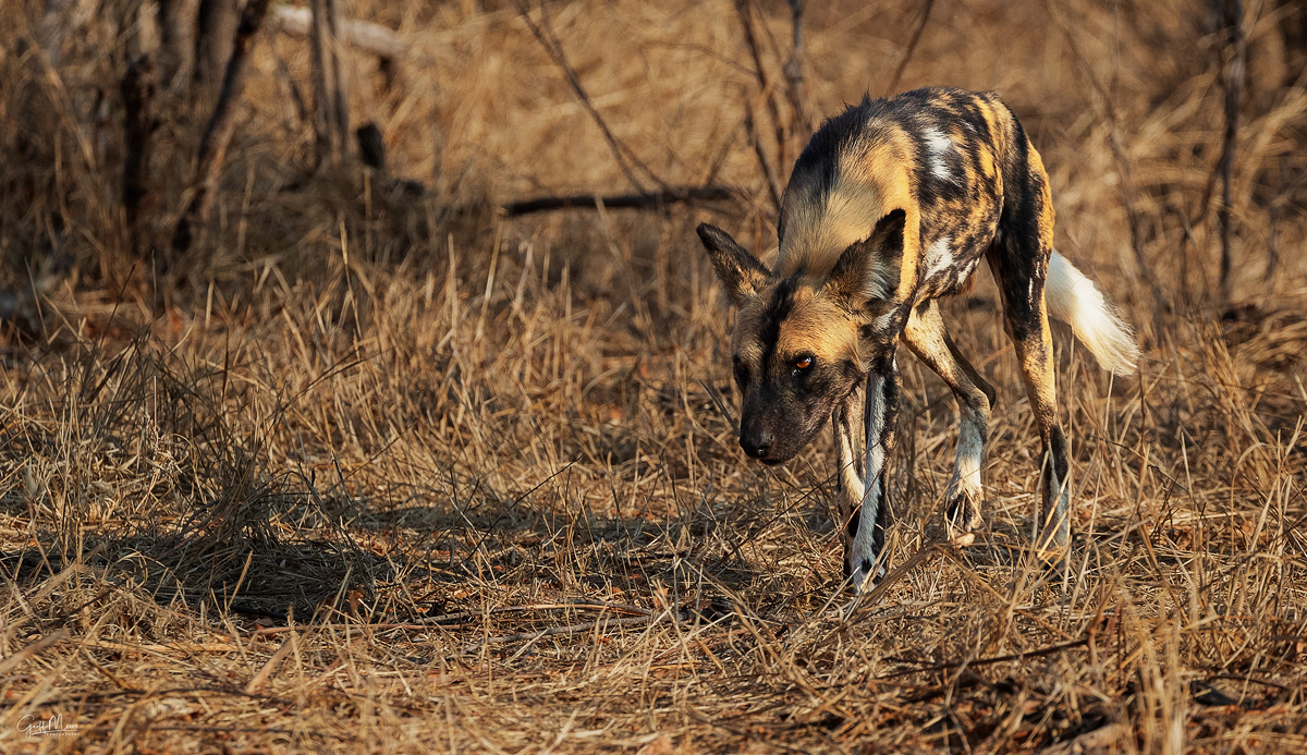 African Wild Dog