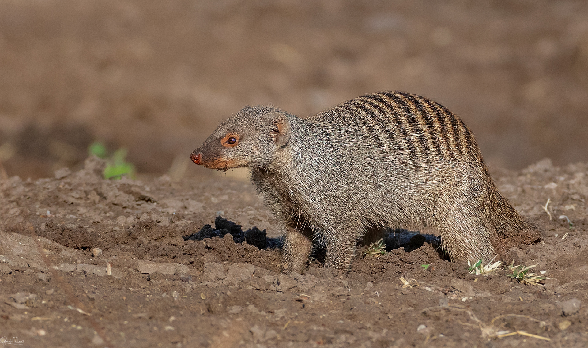 Banded Mongoose