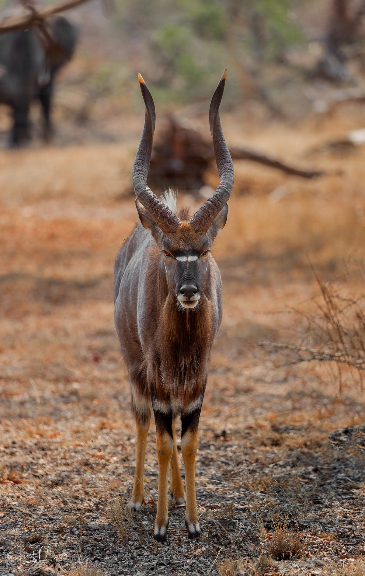 Nyala