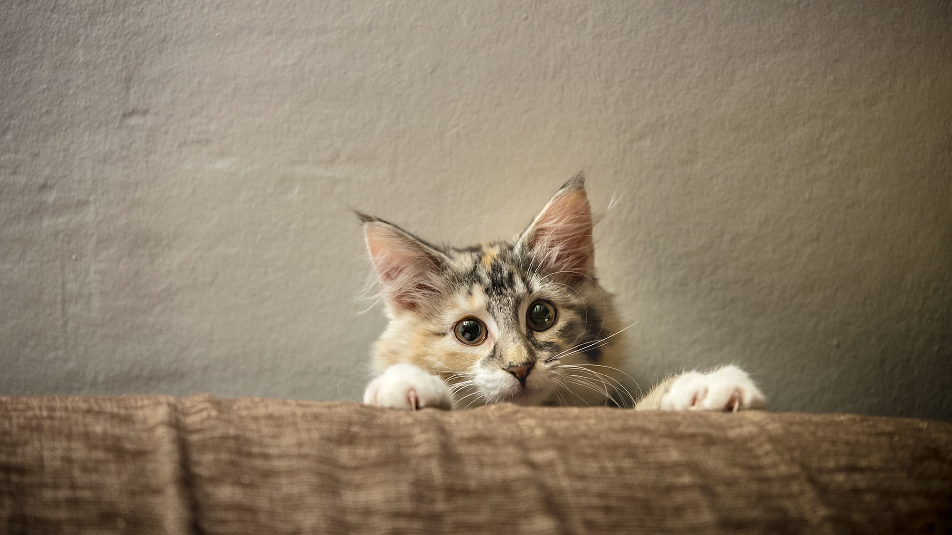 Not So Hot Capsaïcne de Caladan