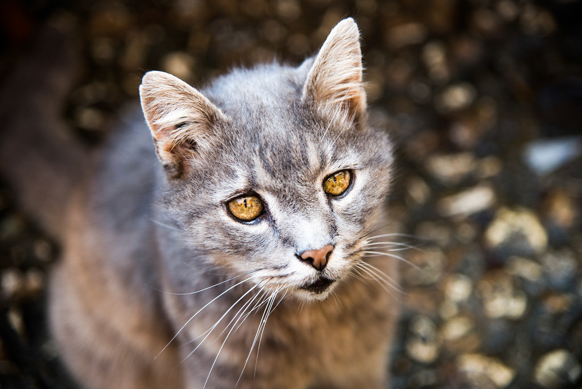 Le compagnon de notre déjeuner au soleil.