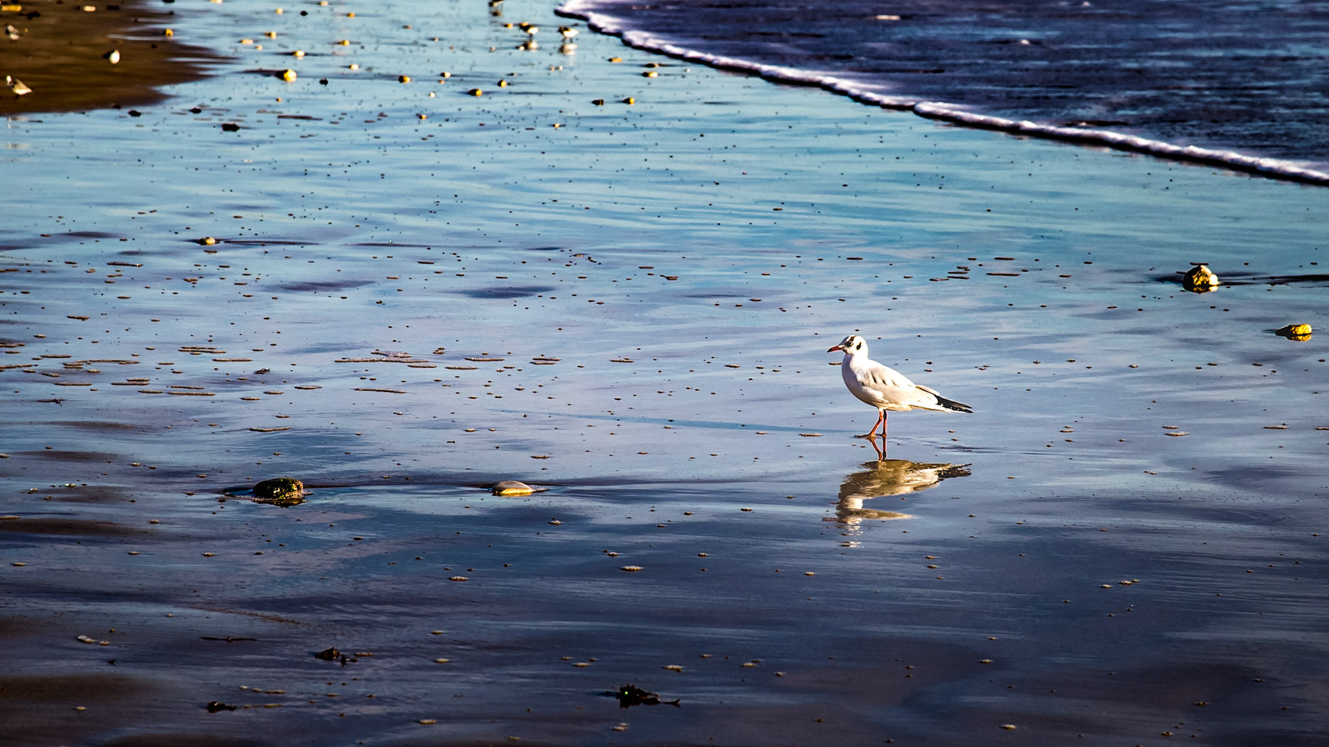 Le bois plage - Ile de Ré
