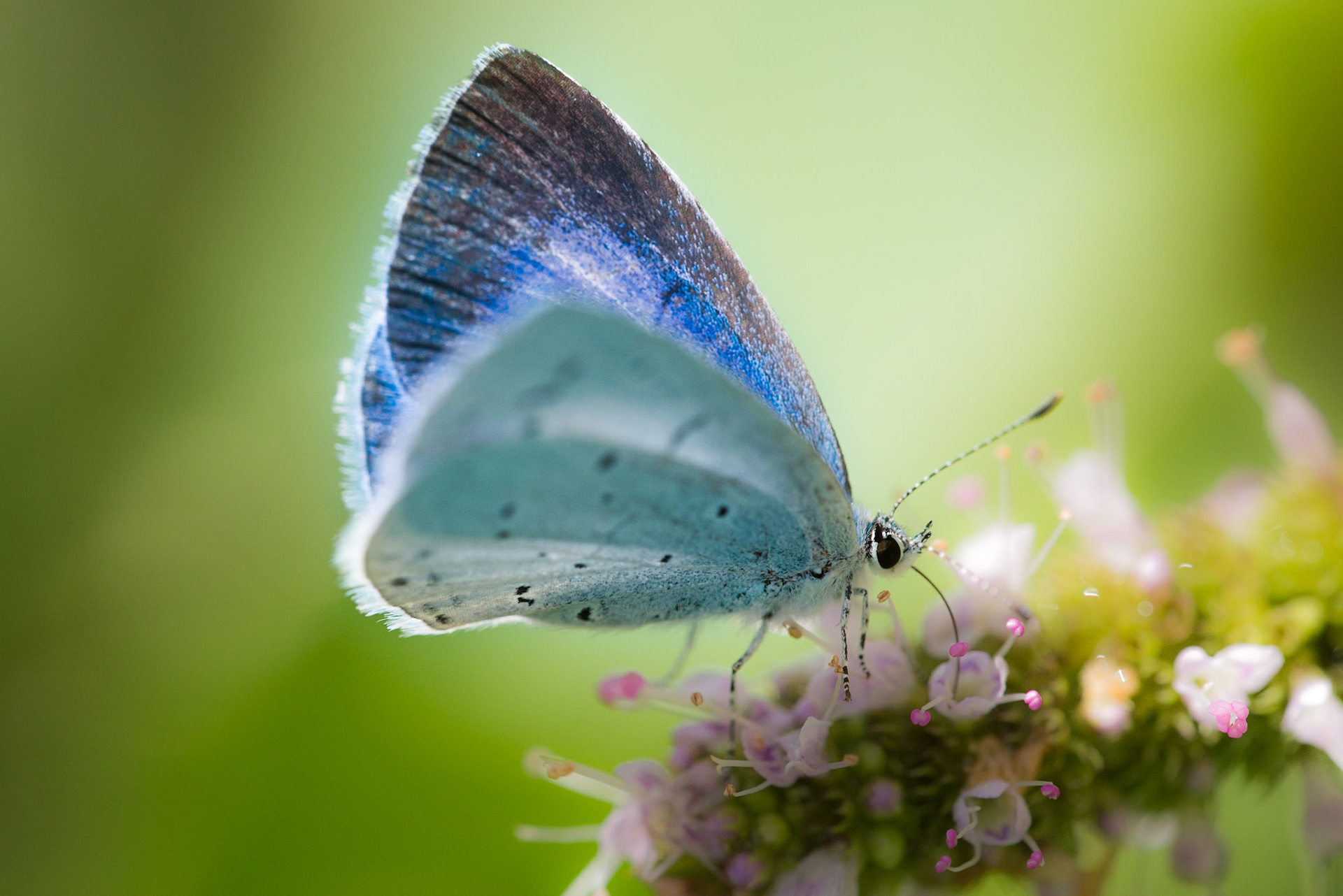 Dejeuner sur la menthe.