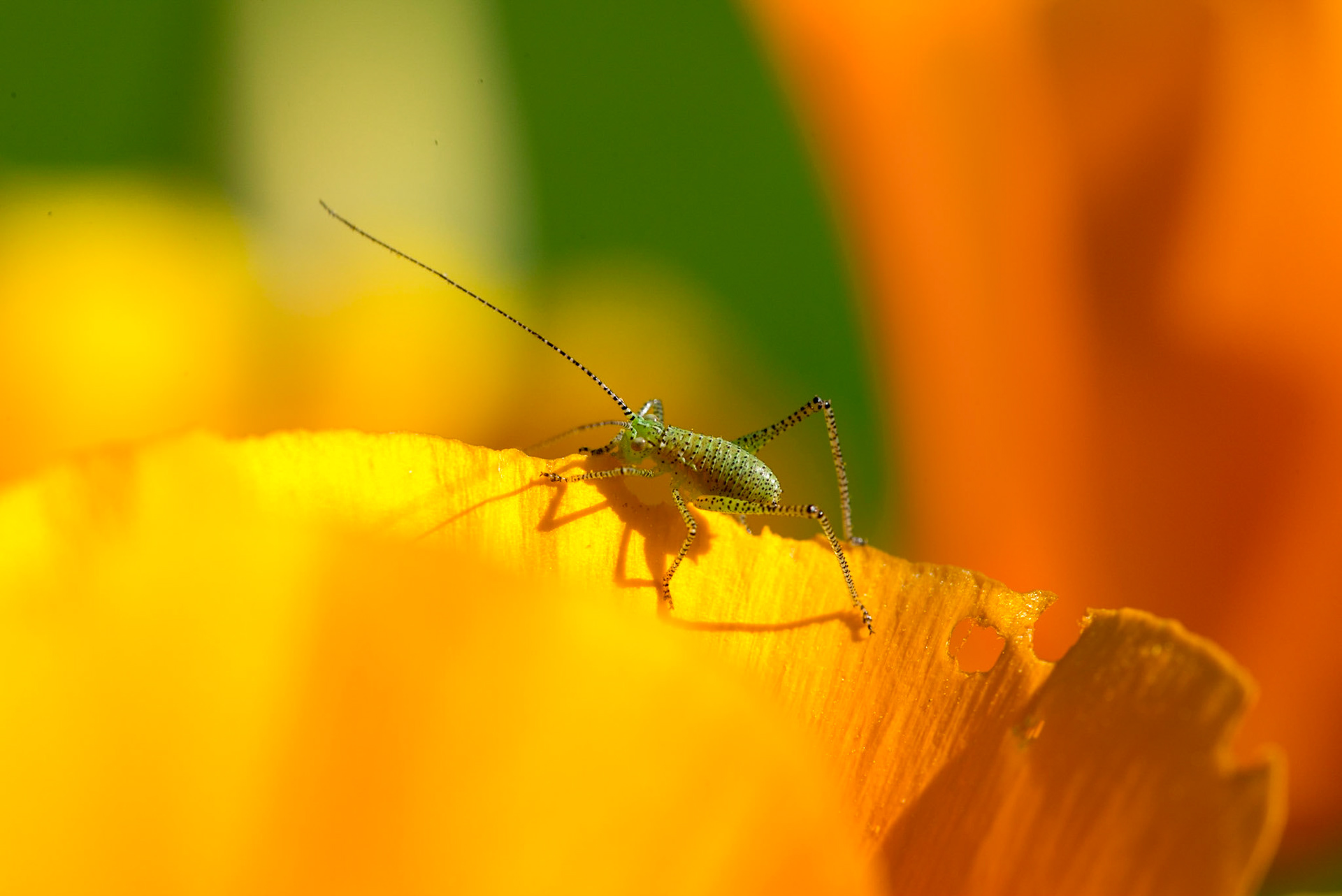 Leptophyes punctatissima
