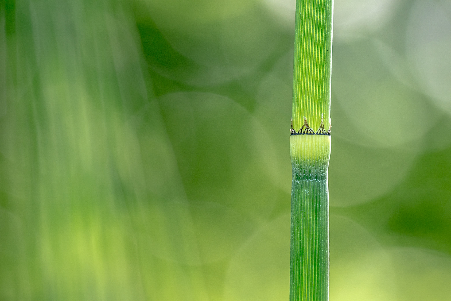 Life in green.