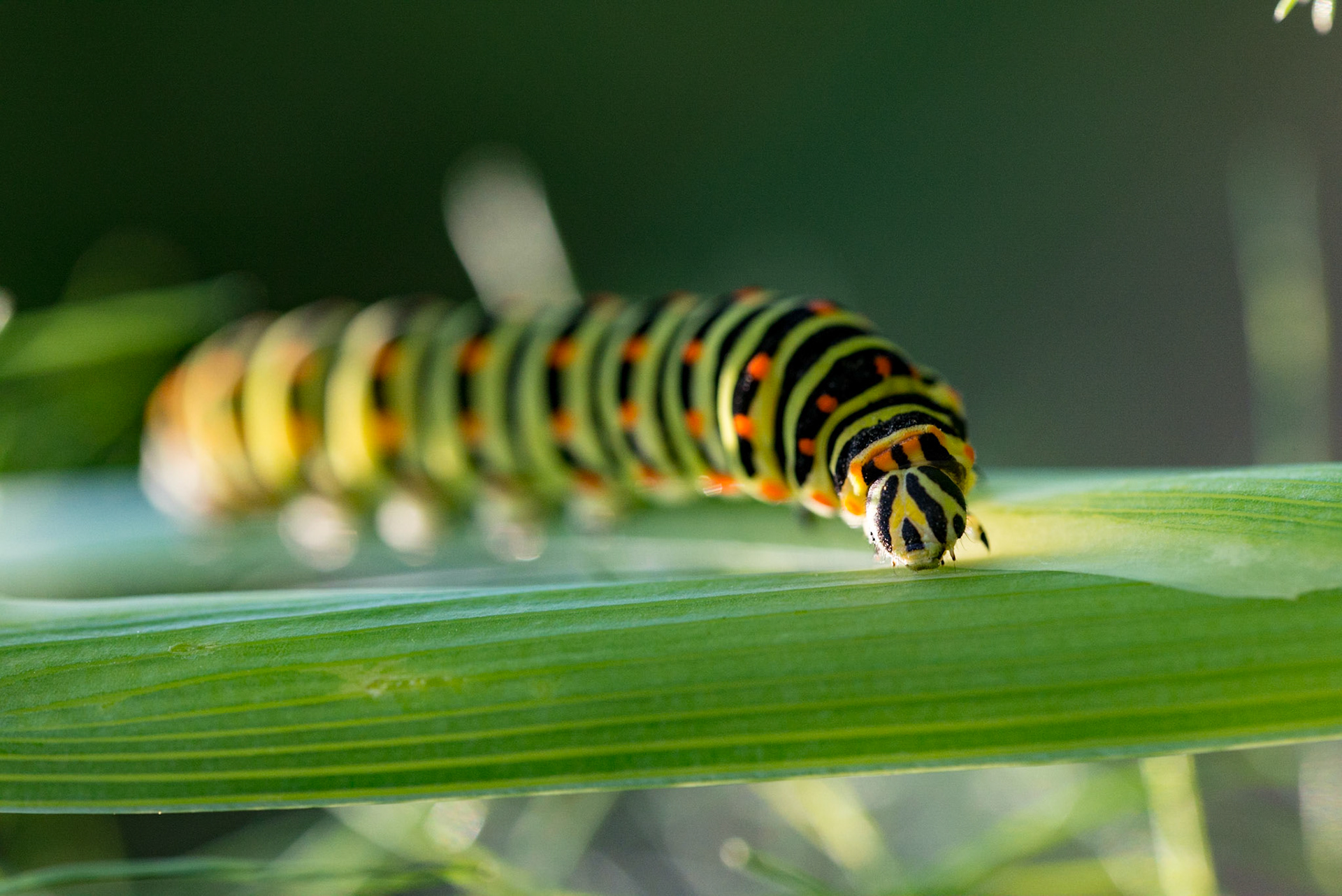 Futur Machaon sur un plant de fenouil du potager.  Future Swallowtail on a fennel plant in the kitchen garden.