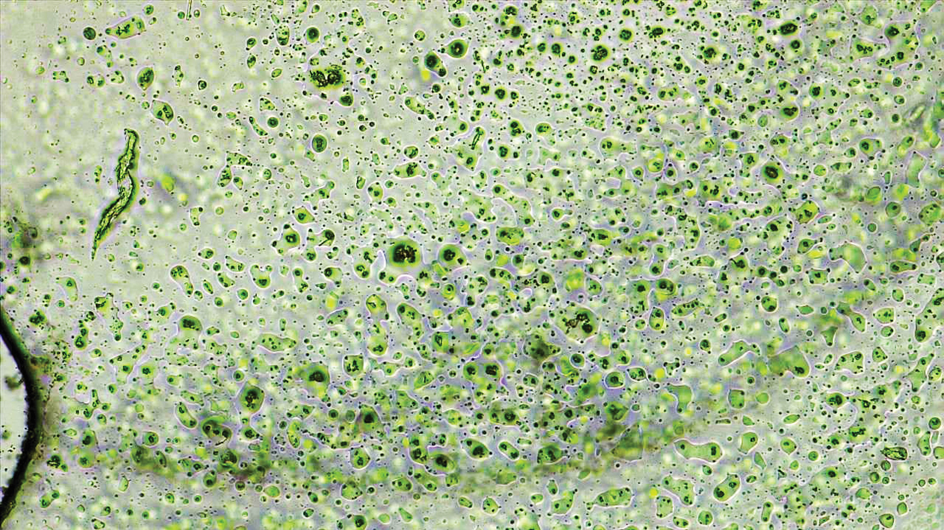 Material Bio-Receptivity