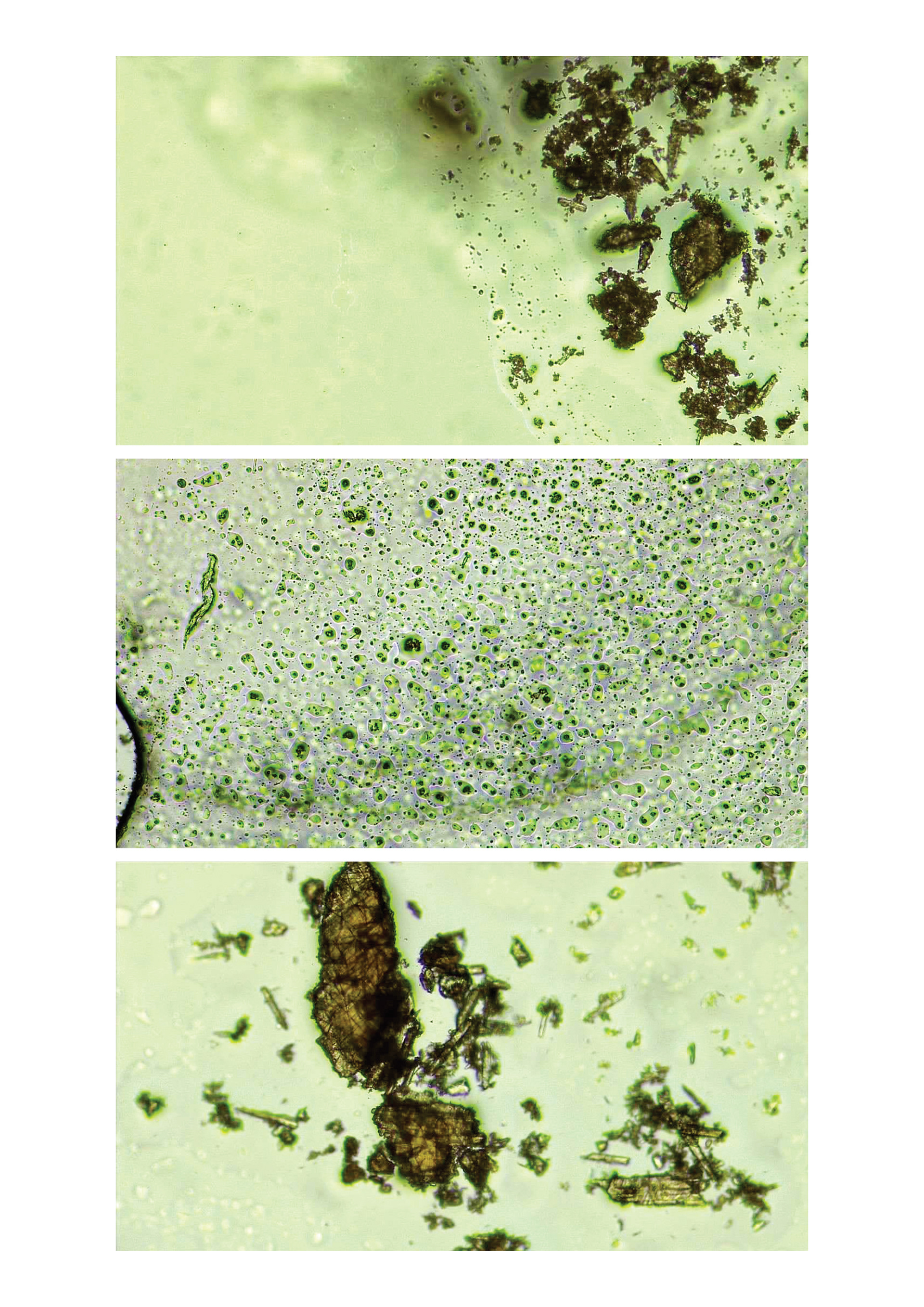 Initial Microscopic Observations