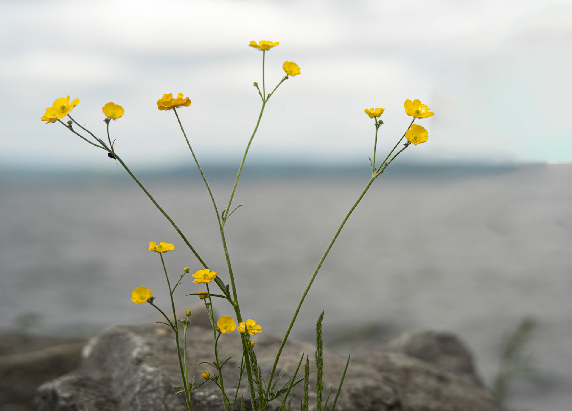 ranunculus acris (meadow buttercup)