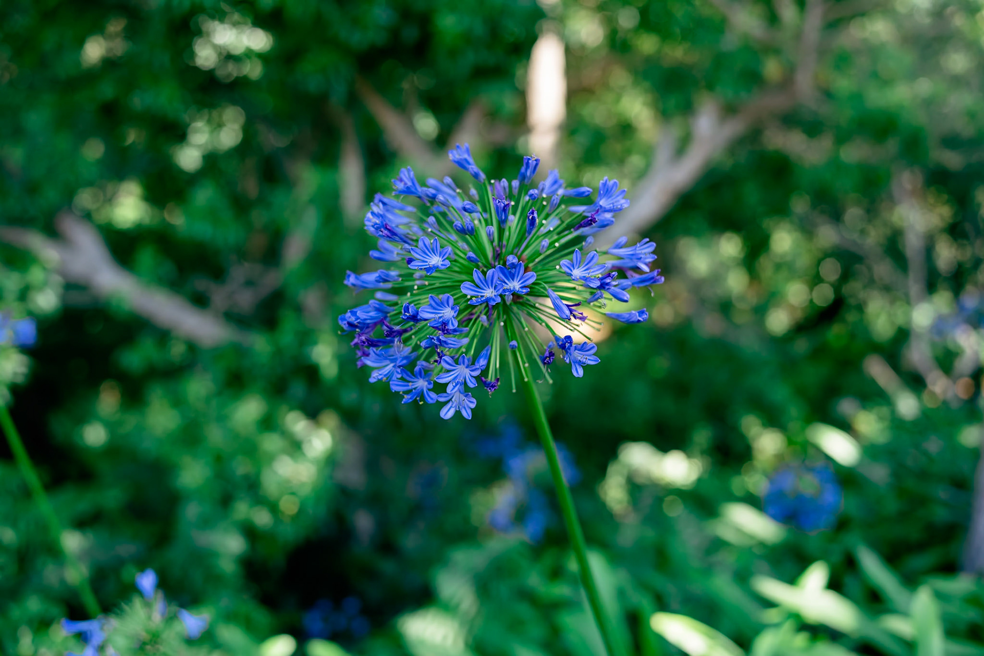 African Lily