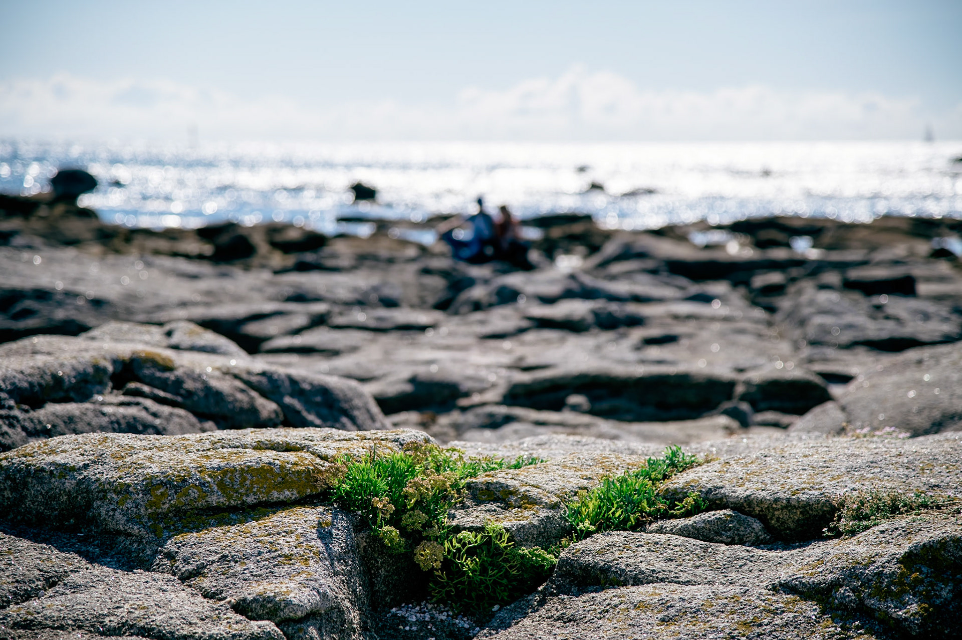 Seaweed at the old lighthouse of Penmarc'h.