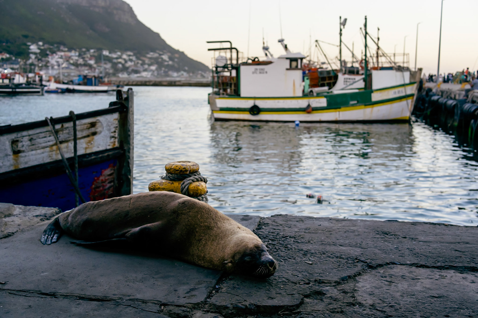 Sleeping Seal