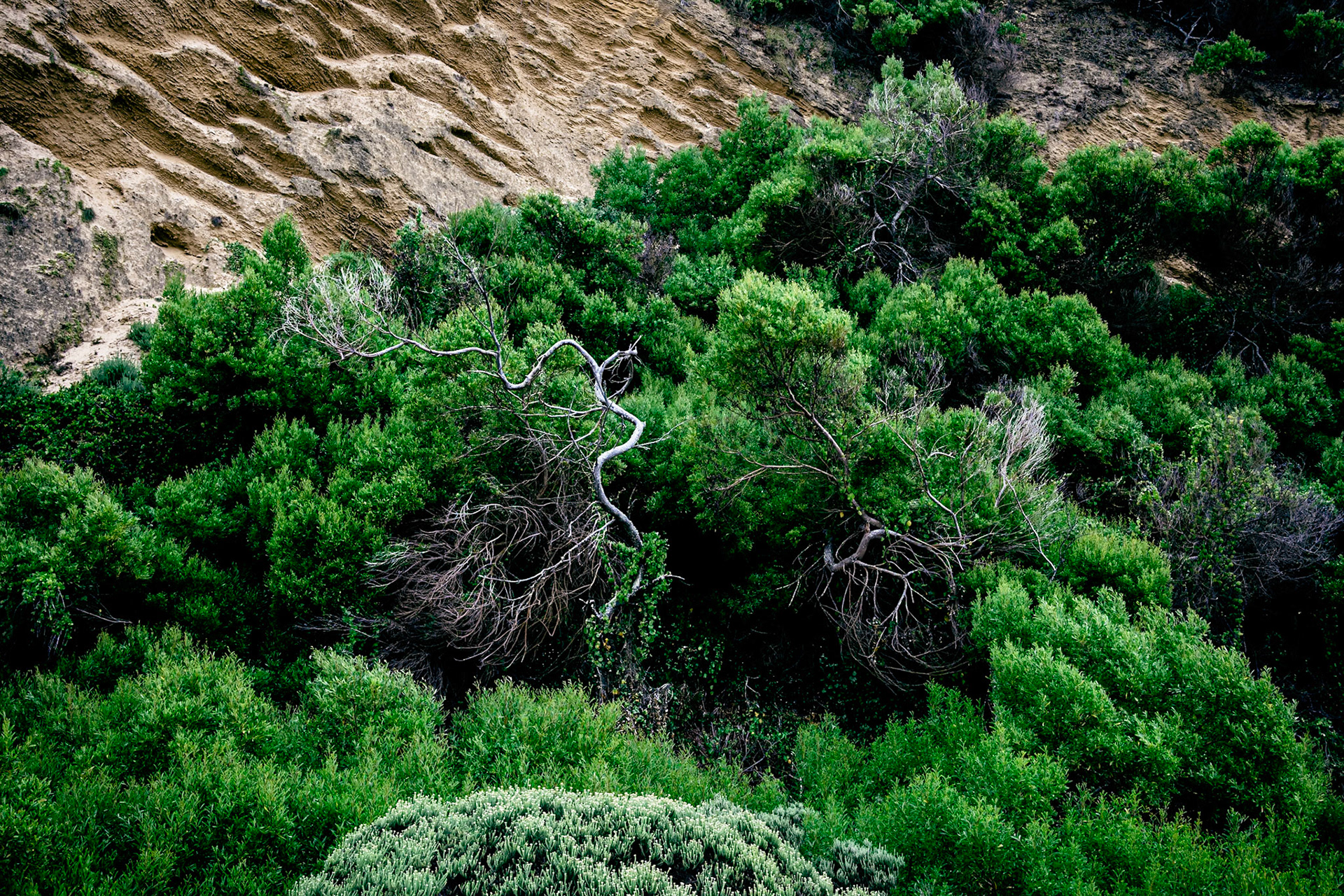Woodland