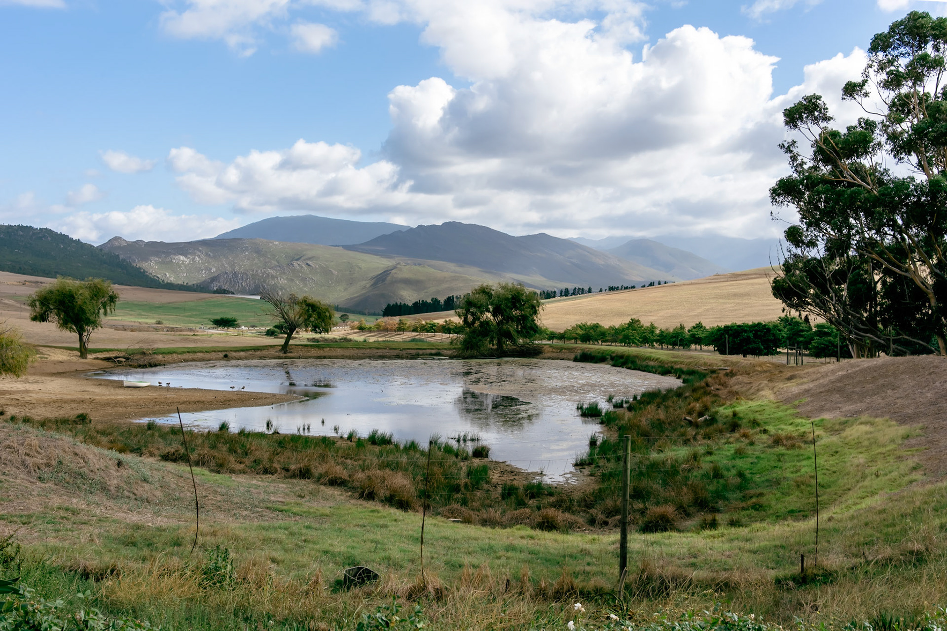 Pond