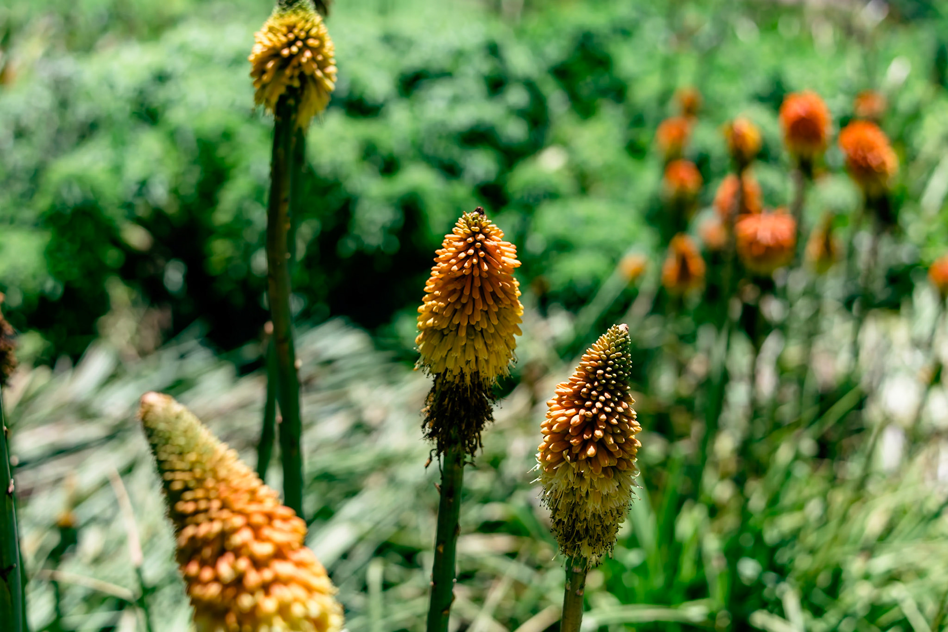 Kniphofia, German: Fackellilie