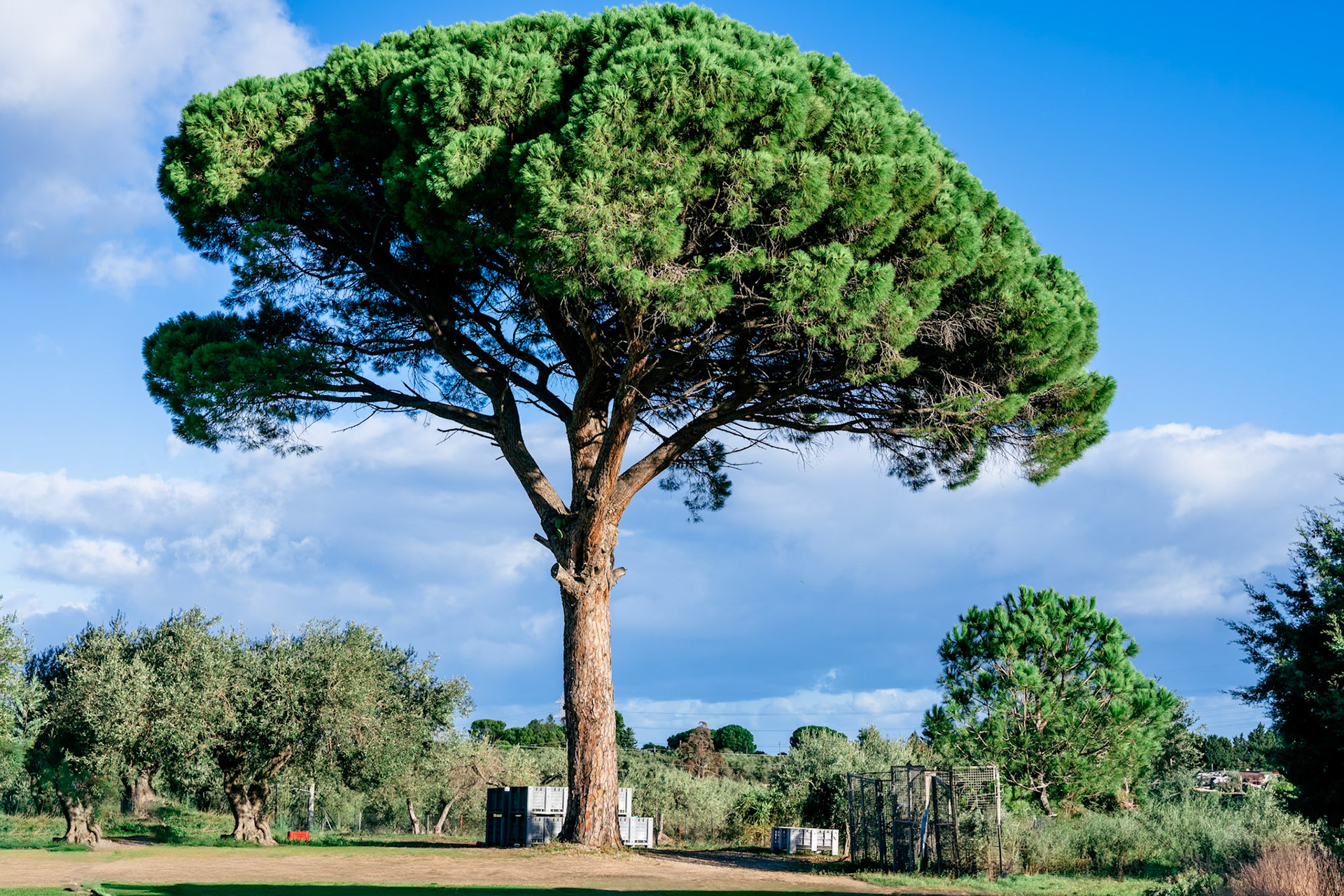 Pine Tree