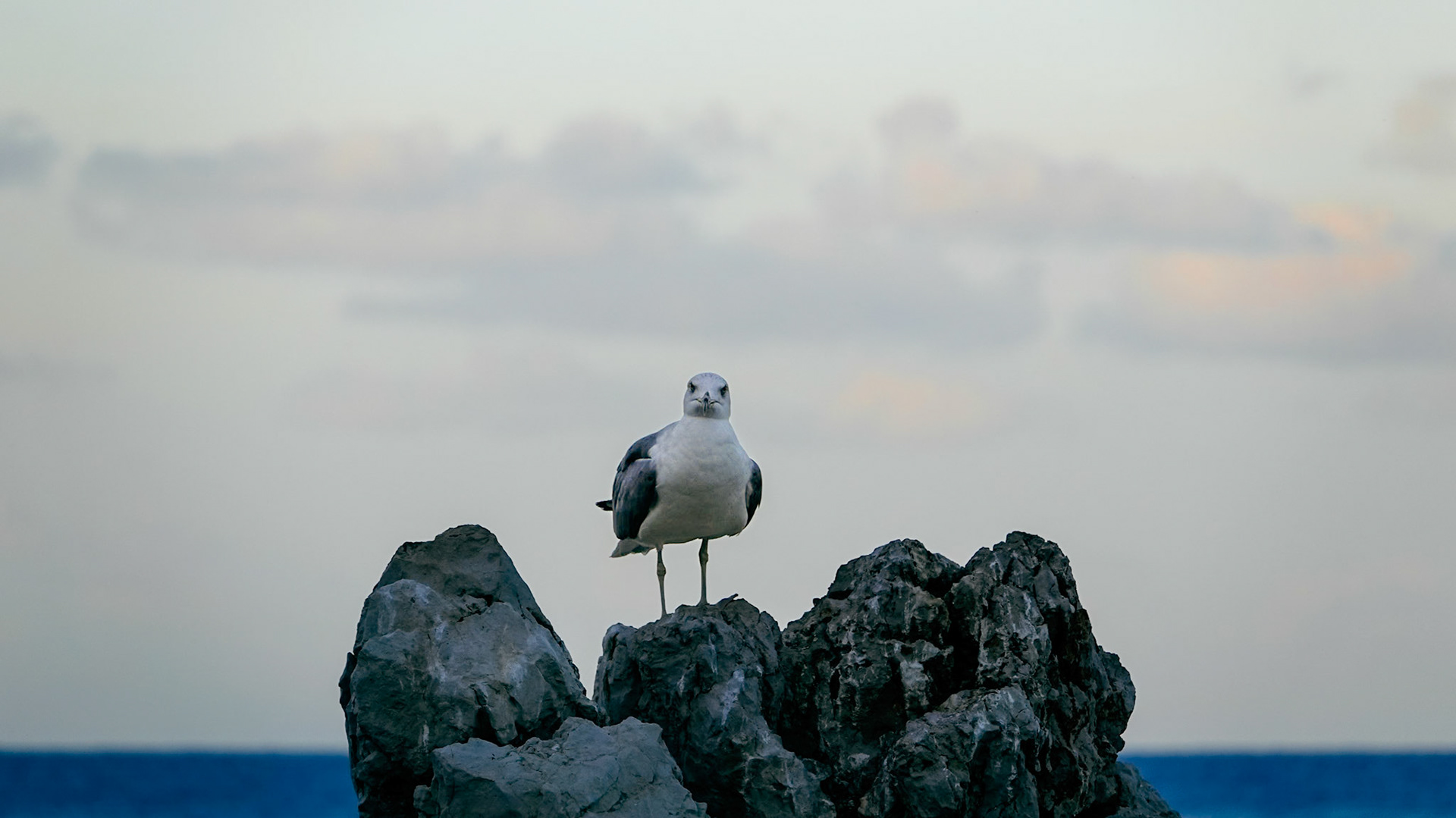 Dove