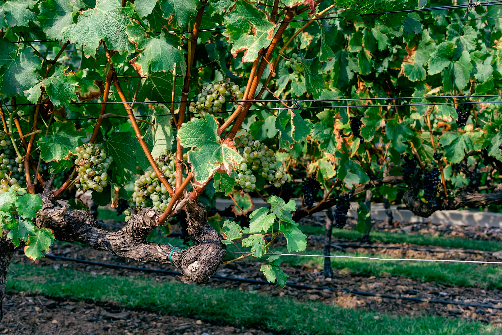 White Grapes