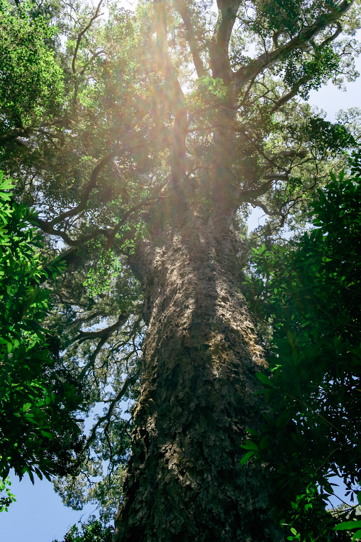 Big Tree