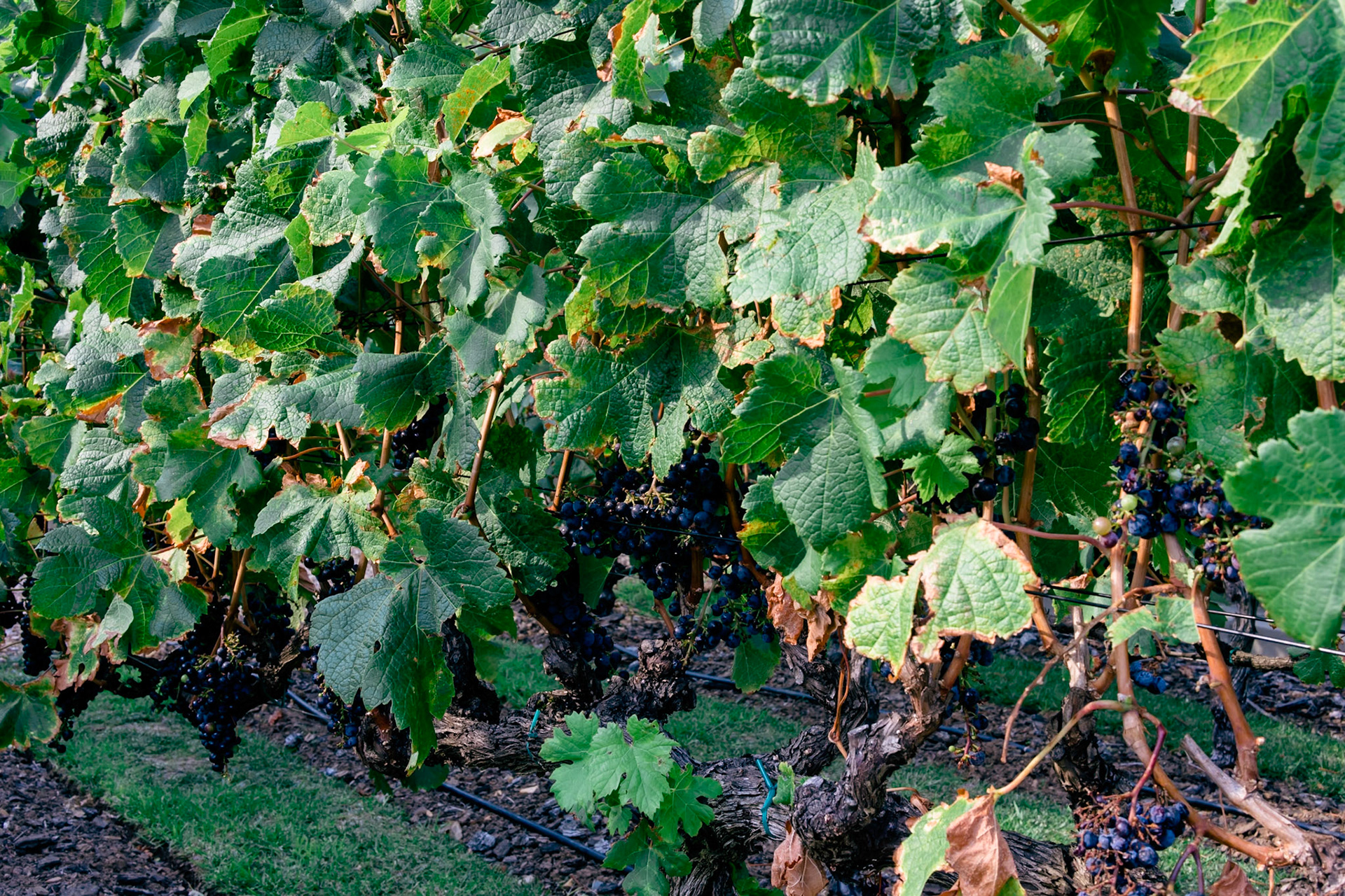 Blue Grapes