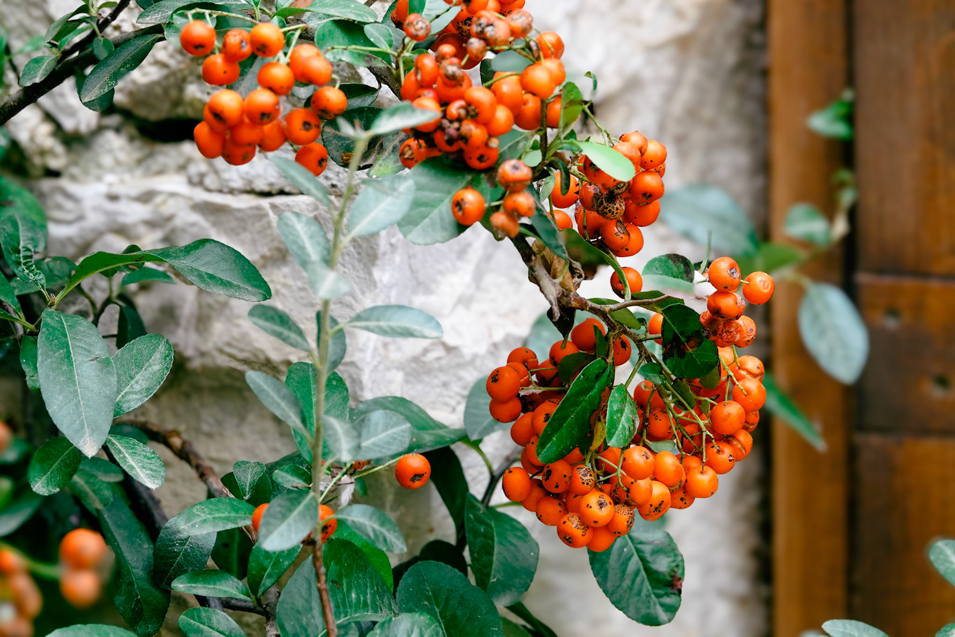 Buffalo Berries