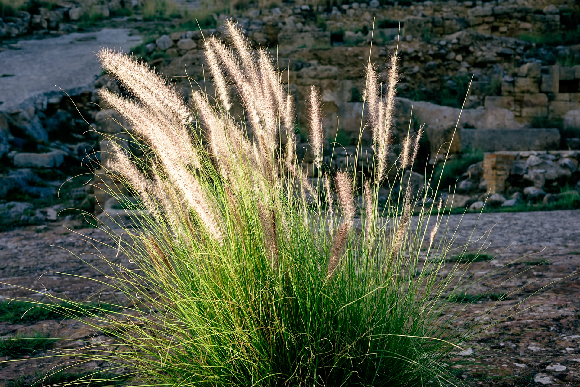 Glowing grass