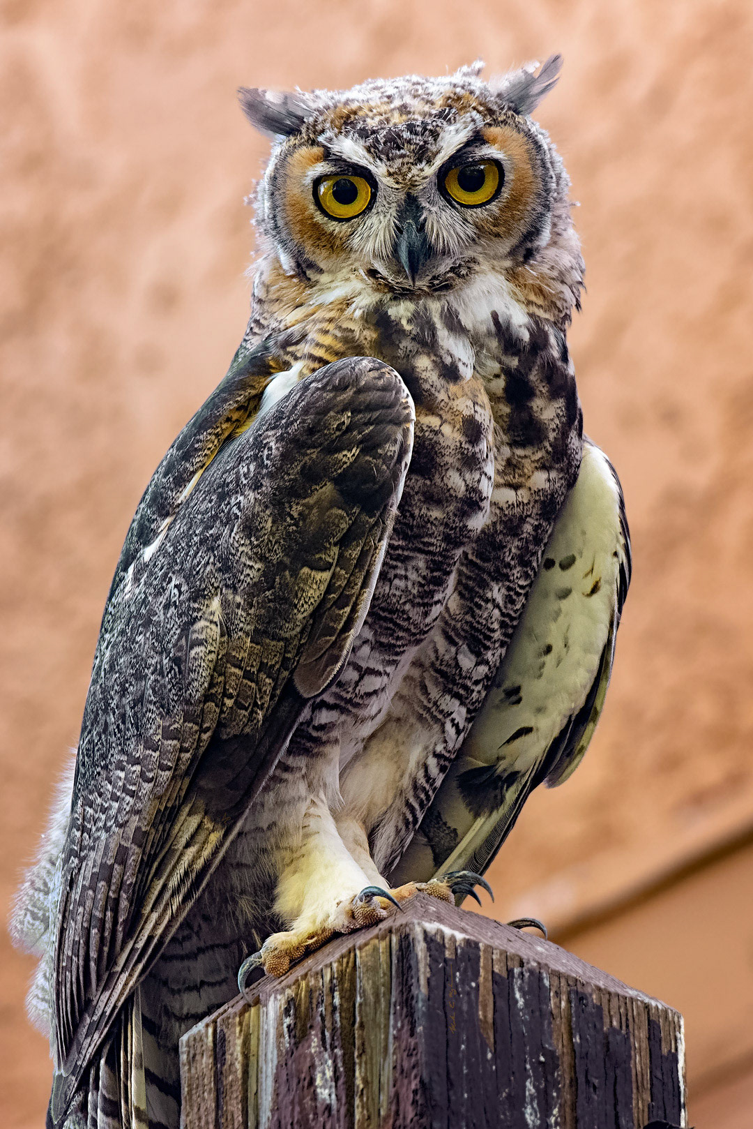 Great Horned Owl v173212-3 ~ Photography by Mark Myhaver