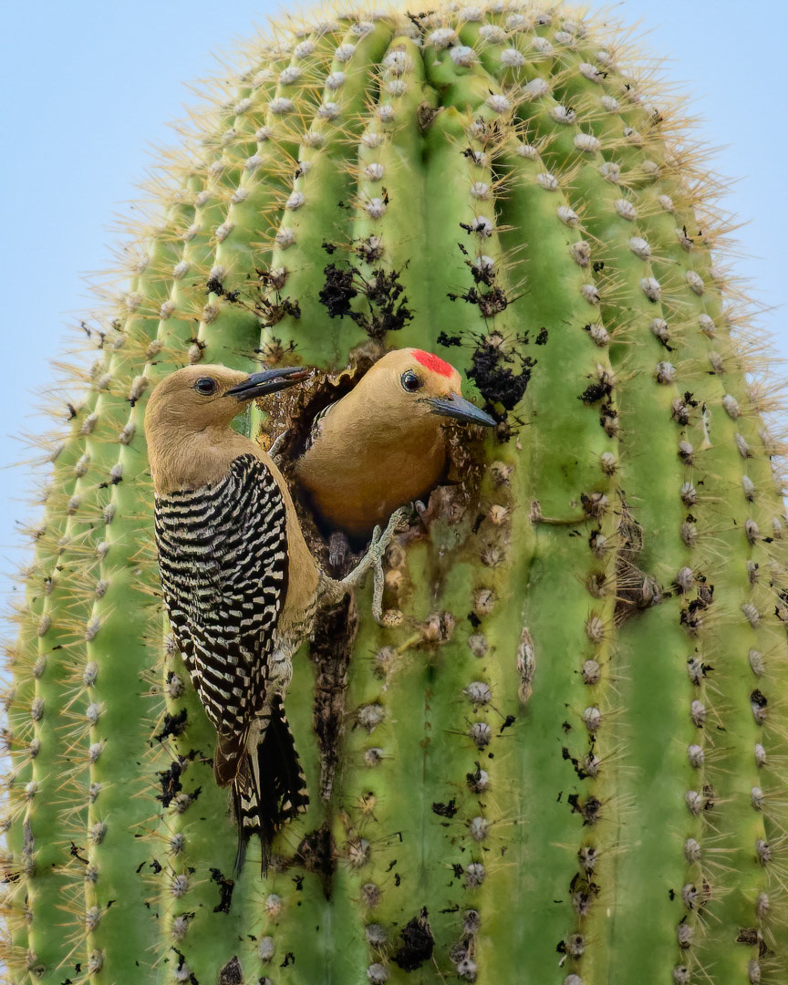Gila Woodpecker Couple v20083 ~ Photography by Mark Myhaver