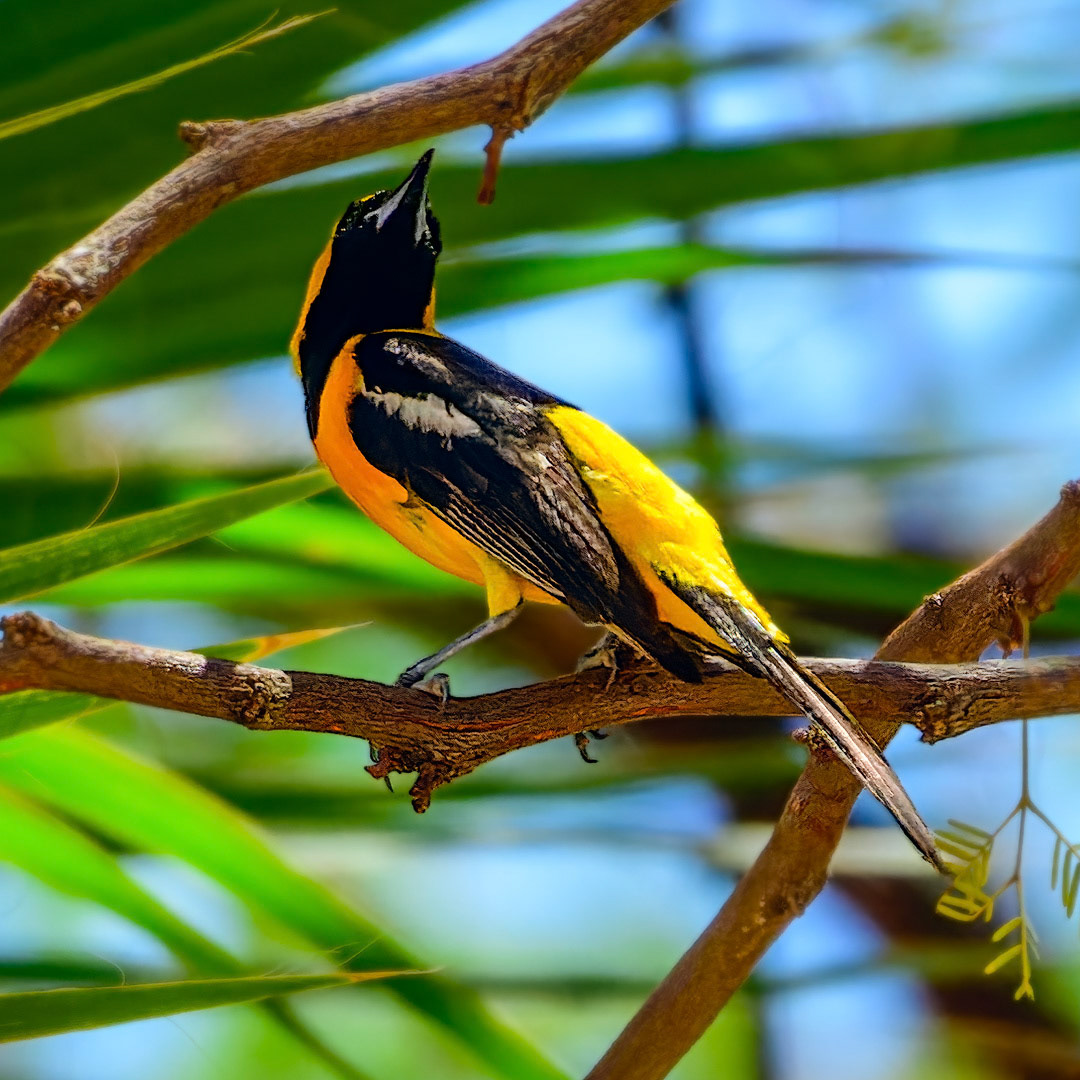 Hooded Oriole 24439 ~ Photography by Mark Myhaver