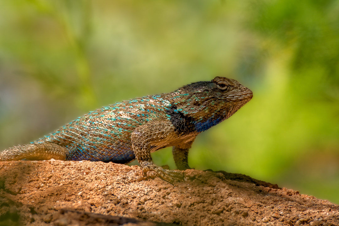 Desert Spiny Lizard h1810 ~ Photography by Mark Myhaver