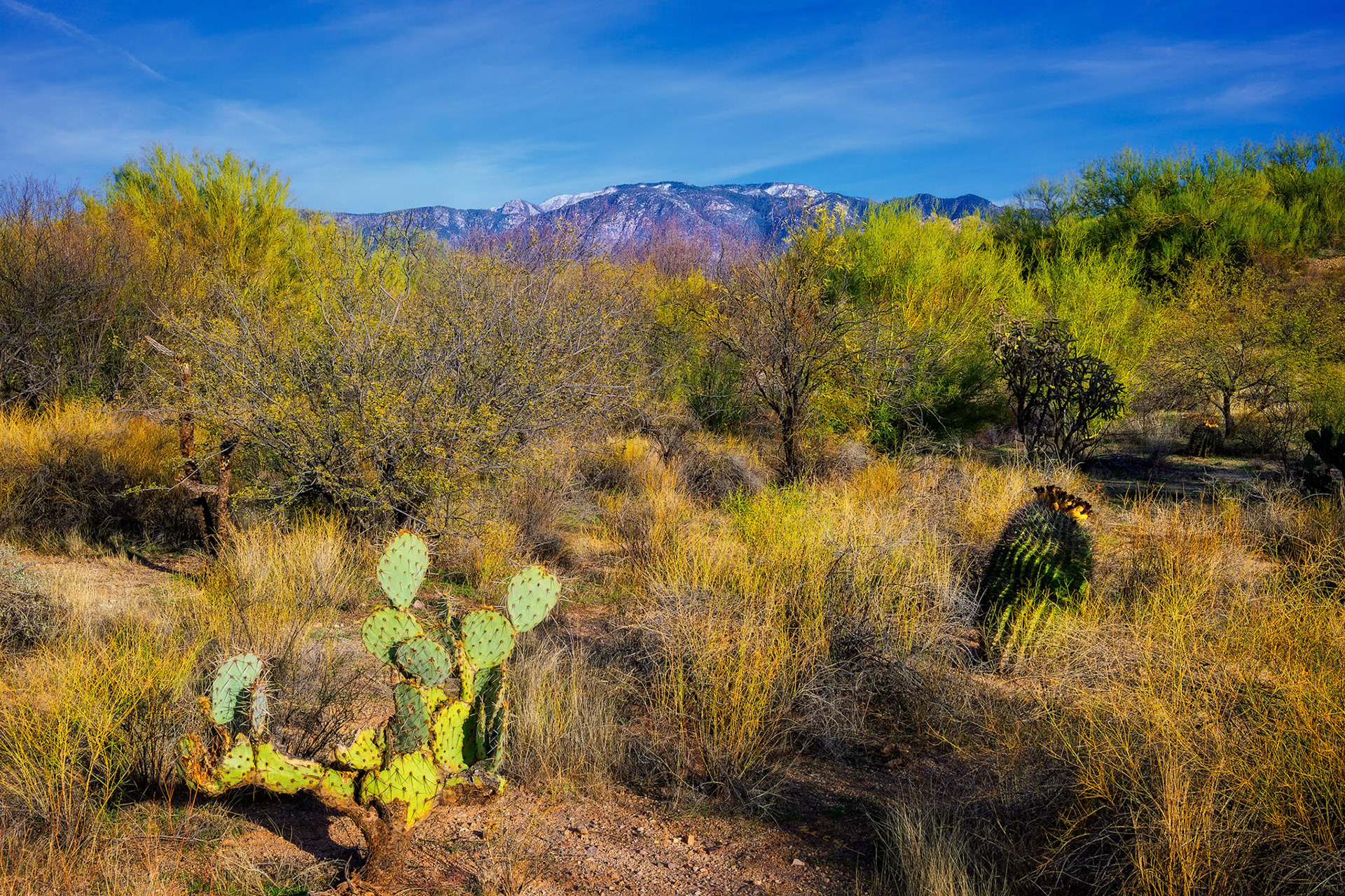 Invierno del Valle 25364 ~ Photography by Mark Myhaver