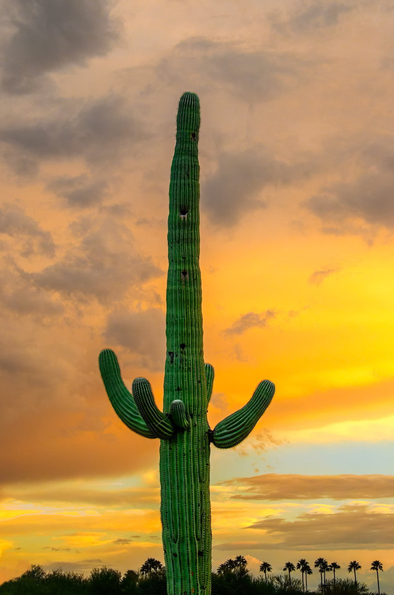 Saguaro East of Sunset 24899 ~ Photography by Mark Myhaver