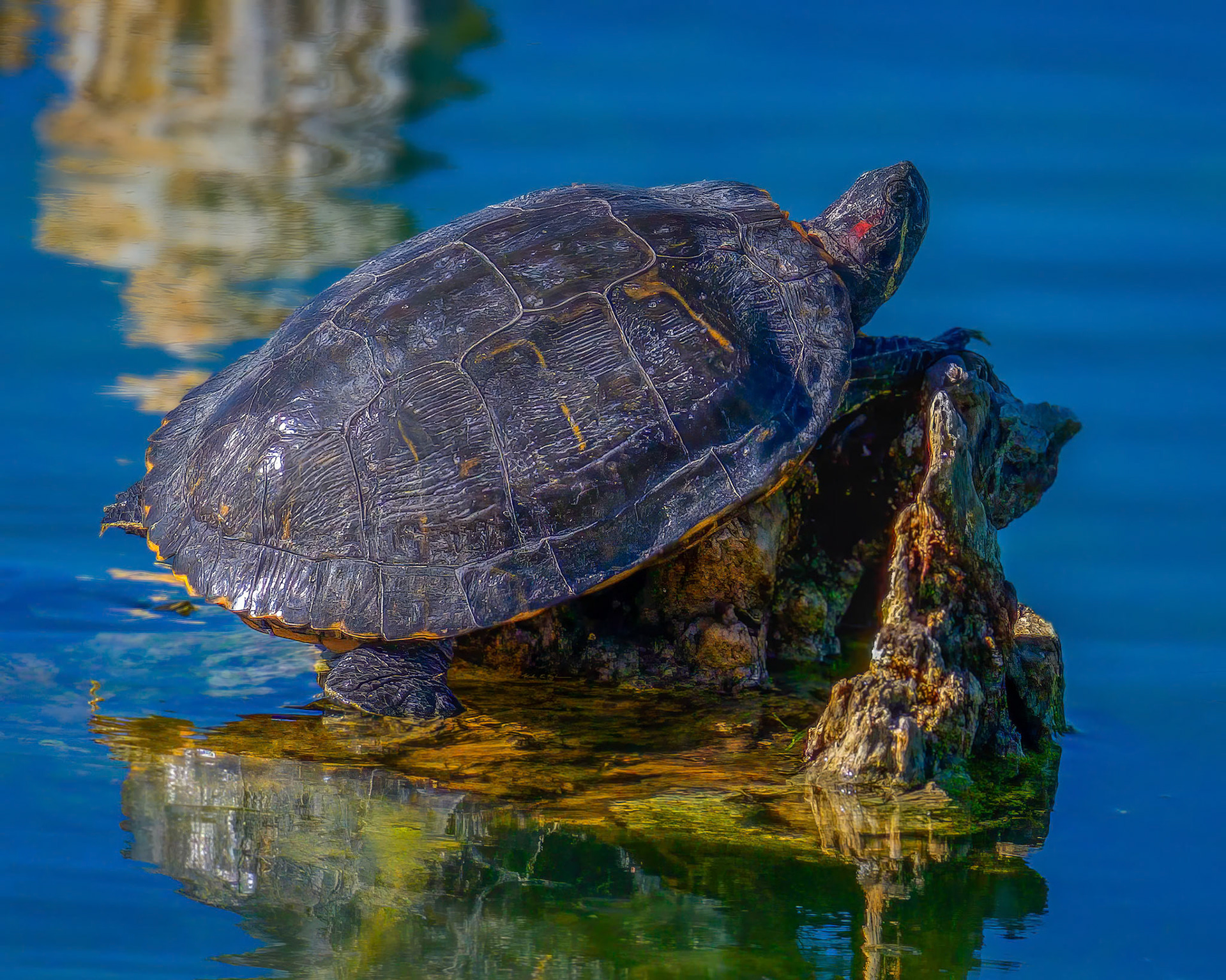 Painted Turtle 25439 ~ Photography by Mark Myhaver