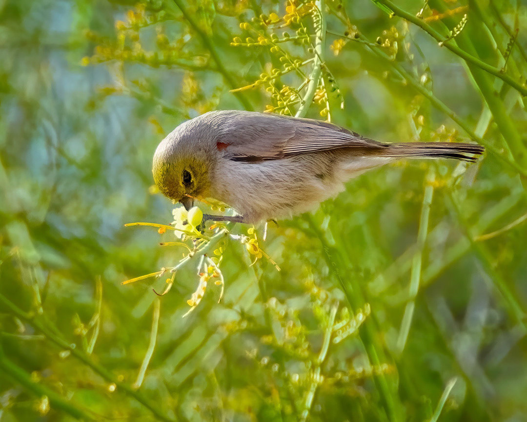 Verdin h1952 ~ Photography by Mark Myhaver