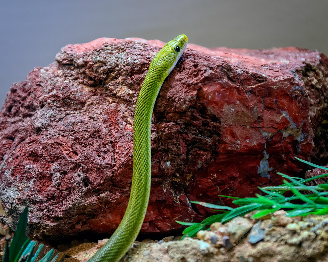 Green Ratsnake h1849 ~ Photography by Mark Myhaver