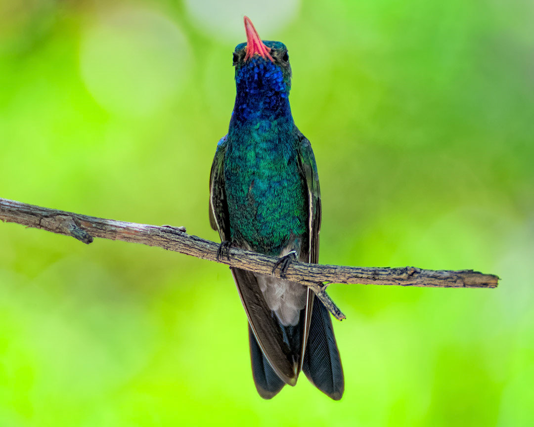 Broad-billed Hummingbird h1852 ~ Photography by Mark Myhaver