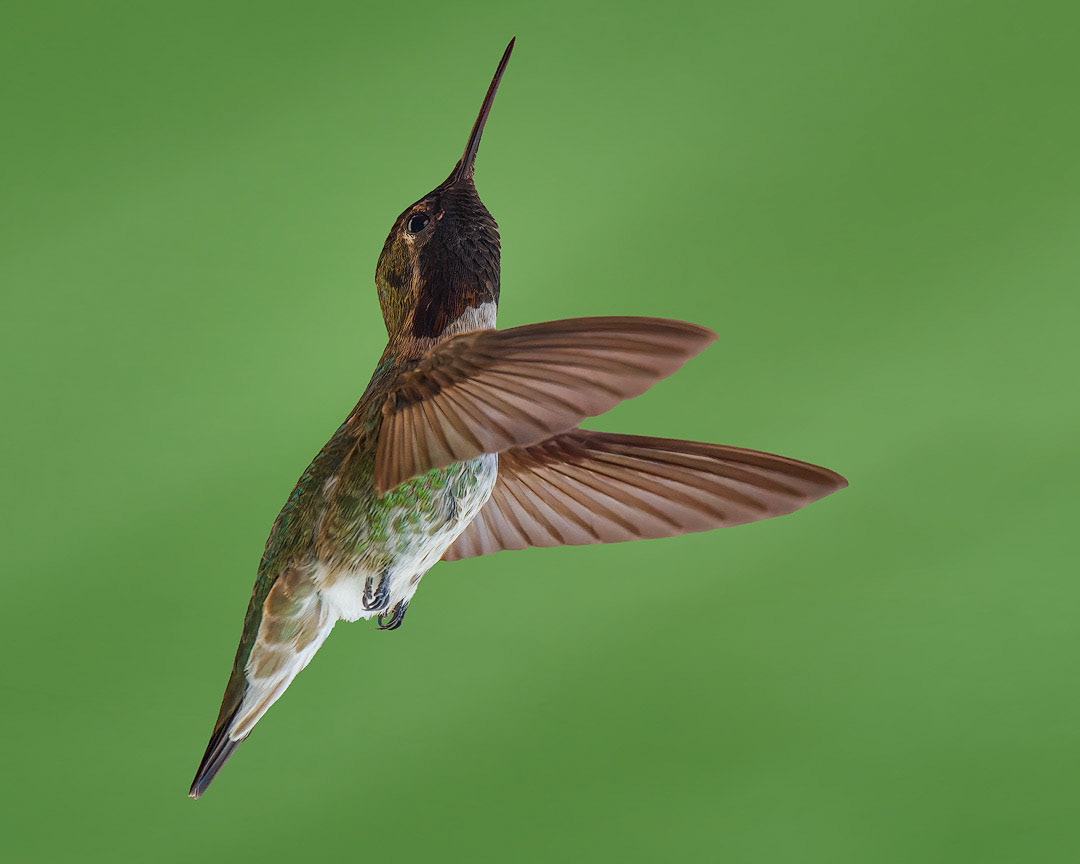 Anna's Hummingbird 24683g ~ Photography by Mark Myhaver