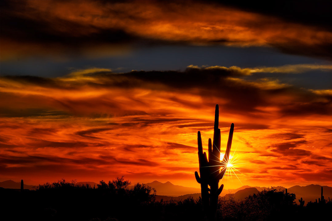 Saguaro Sunset H31 ~ Photography by Mark Myhaver