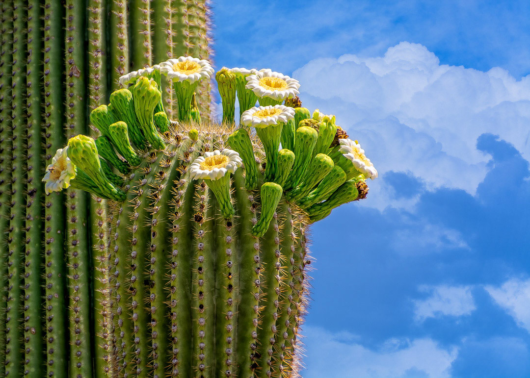 Saguaro In Bloom h1508 ~ Photography by Mark Myhaver