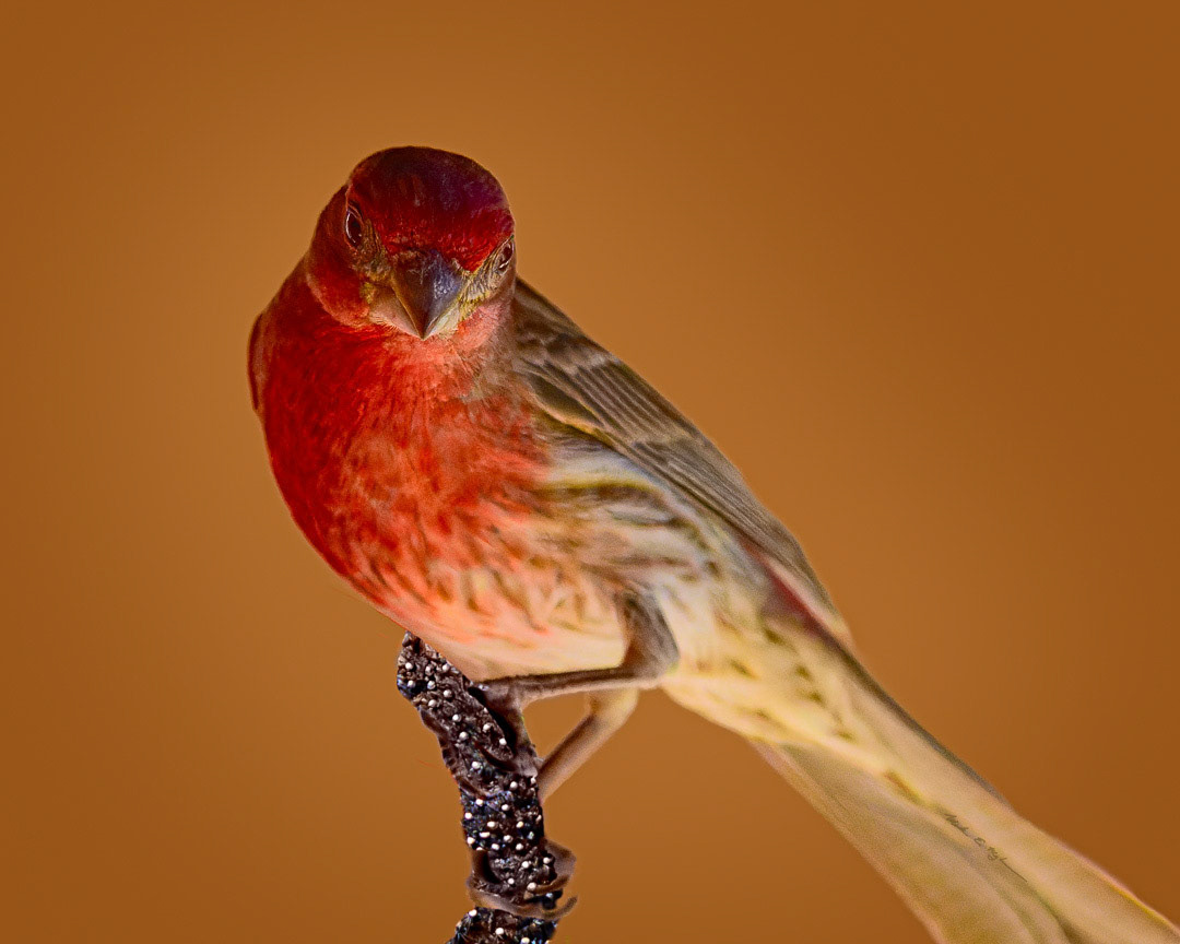 House Finch h24276 ~ Photography by Mark Myhaver