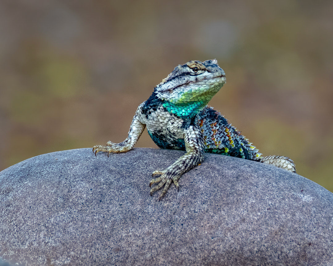 Desert Spiny Lizard h1845 ~ Photography by Mark Myhaver