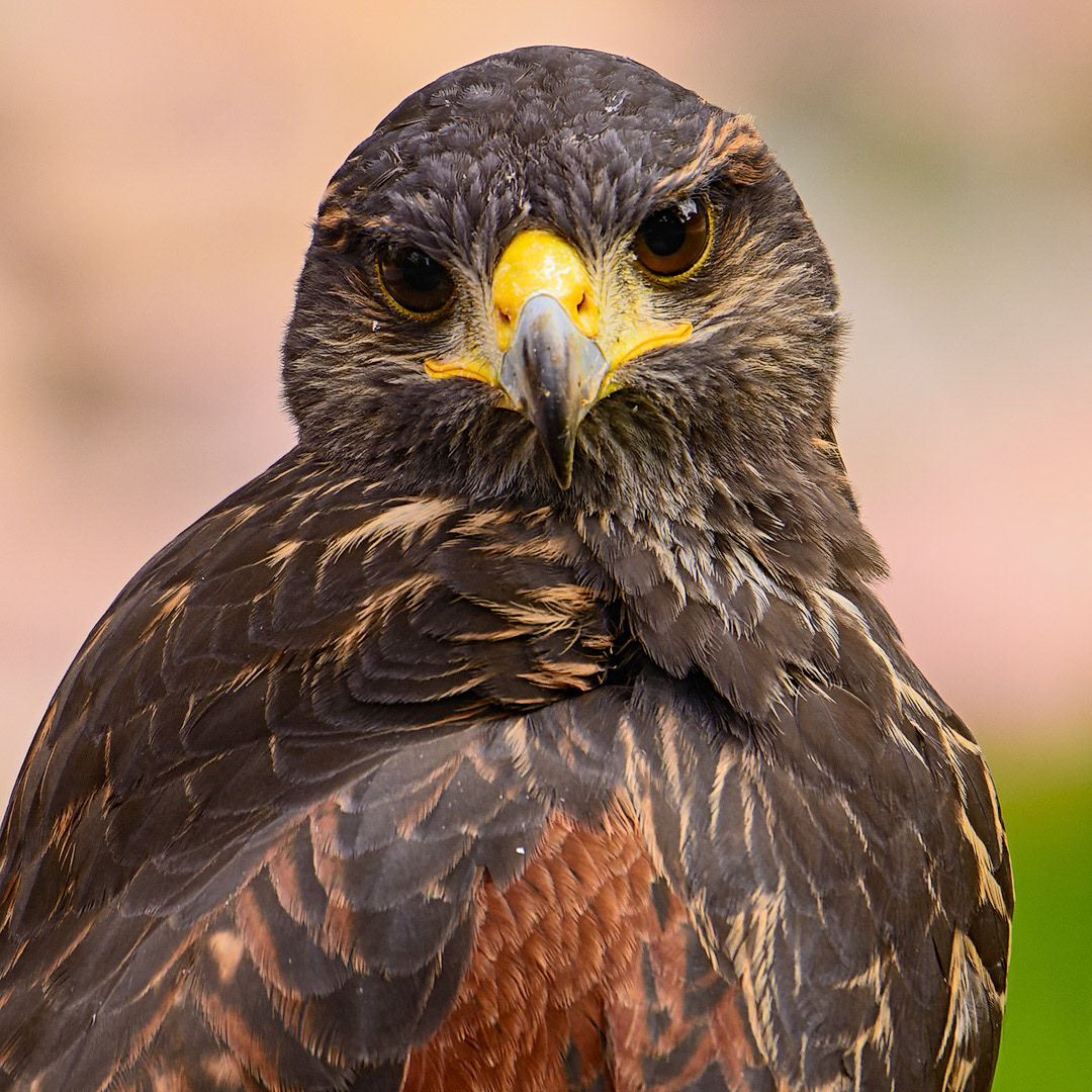Harris's Hawk 24908 ~ Photography by Mark Myhaver