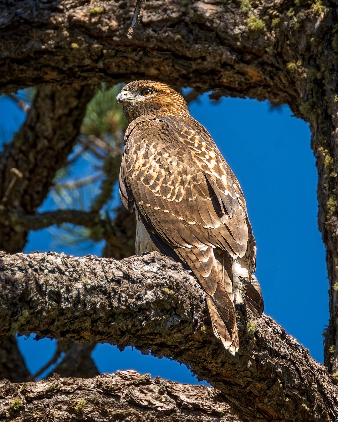 Red-tailed Hawk v1911 ~ Photography by Mark Myhaver