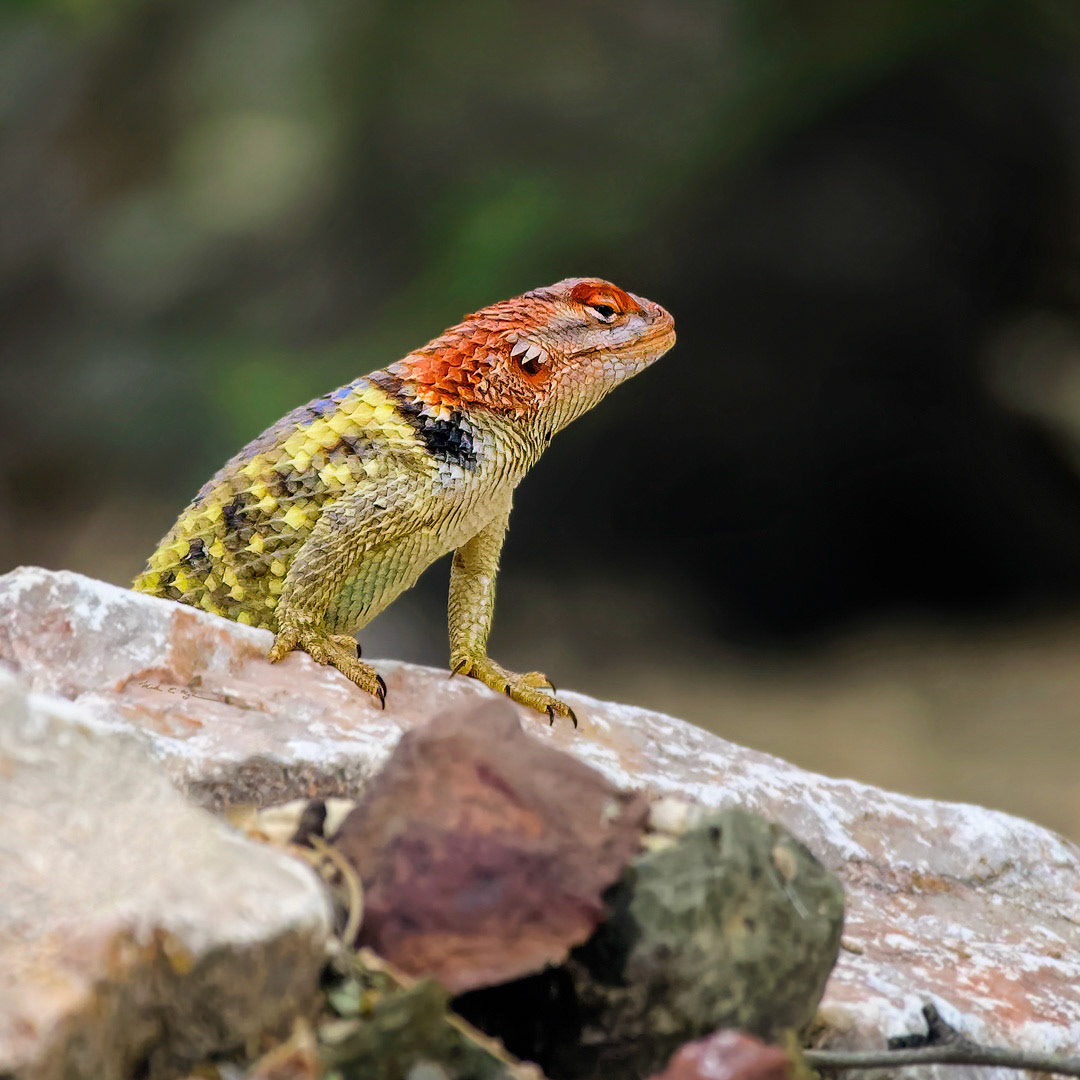Desert Spiny Lizard s175642 ~ Photography by Mark Myhaver