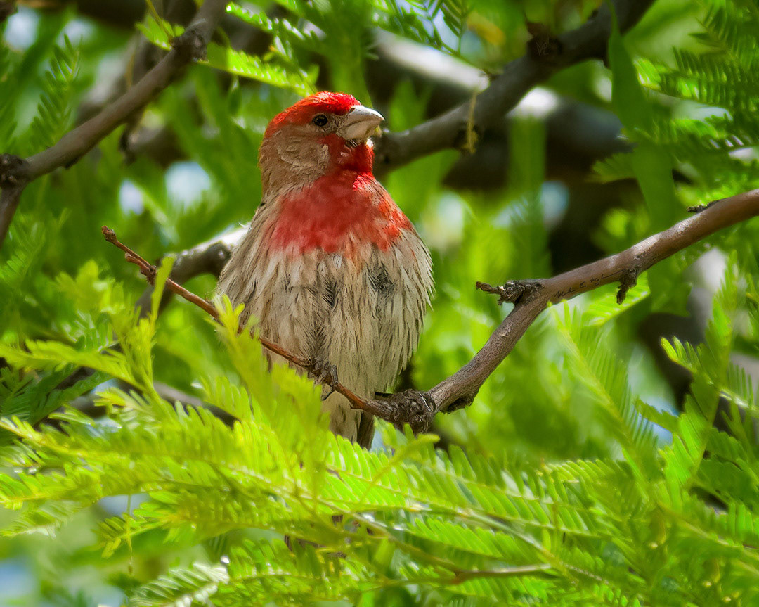 House Finch h36 ~ Photography by Mark Myhaver
