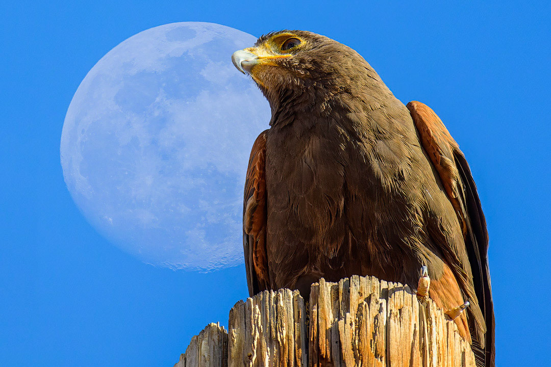 Harris Moon h24352 ~ Photography by Mark Myhaver