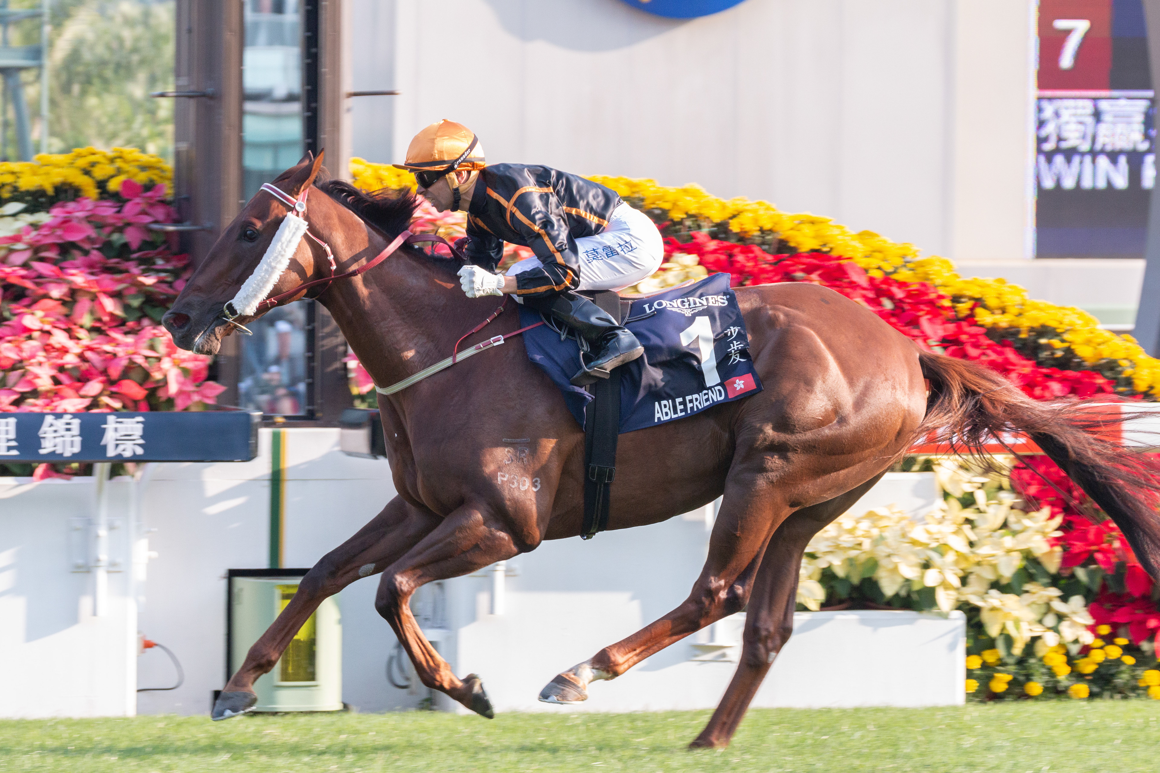 Able Friend(J Moreira)步步友(莫雷拉)