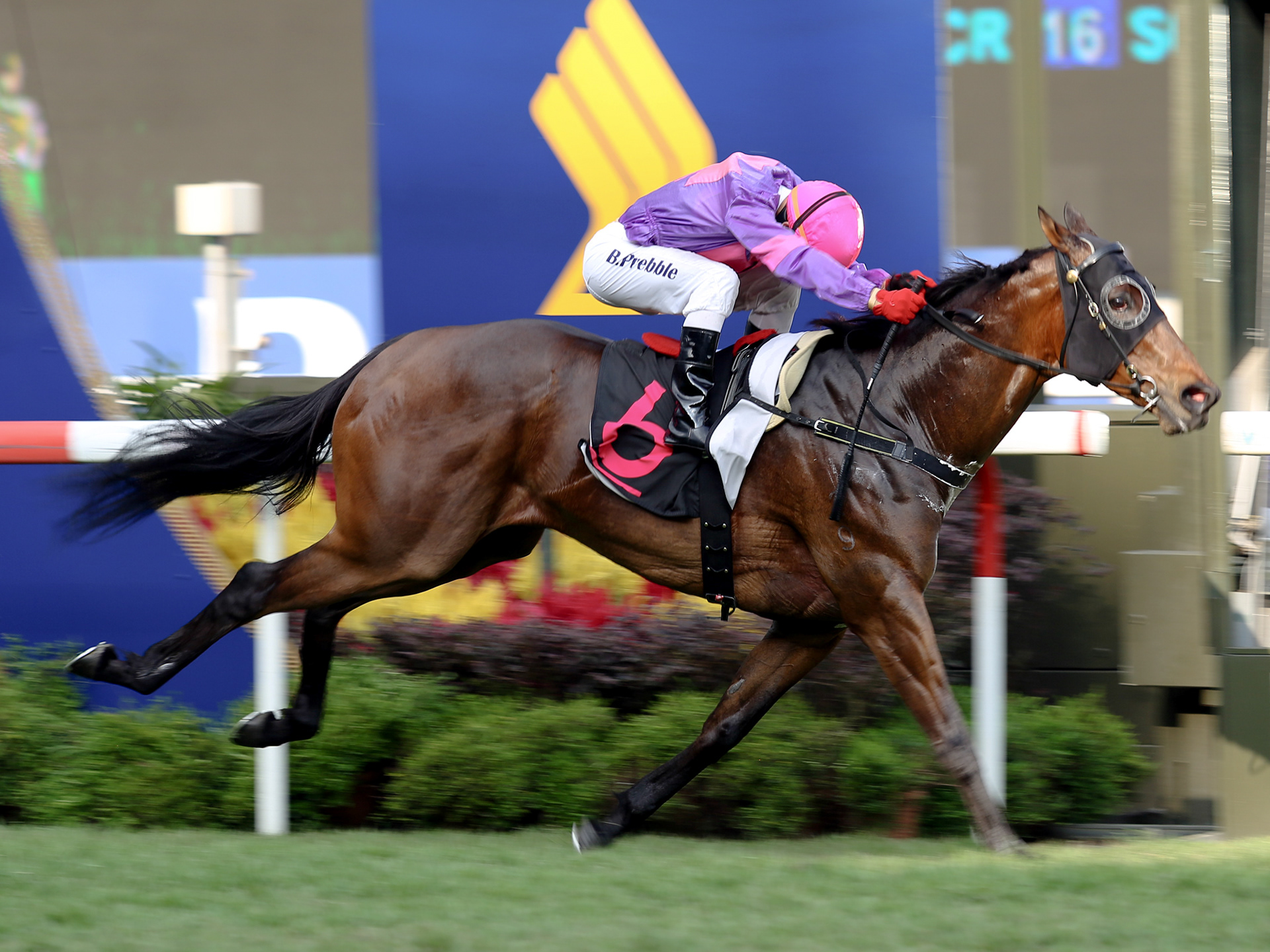 草原英雄(柏寶)