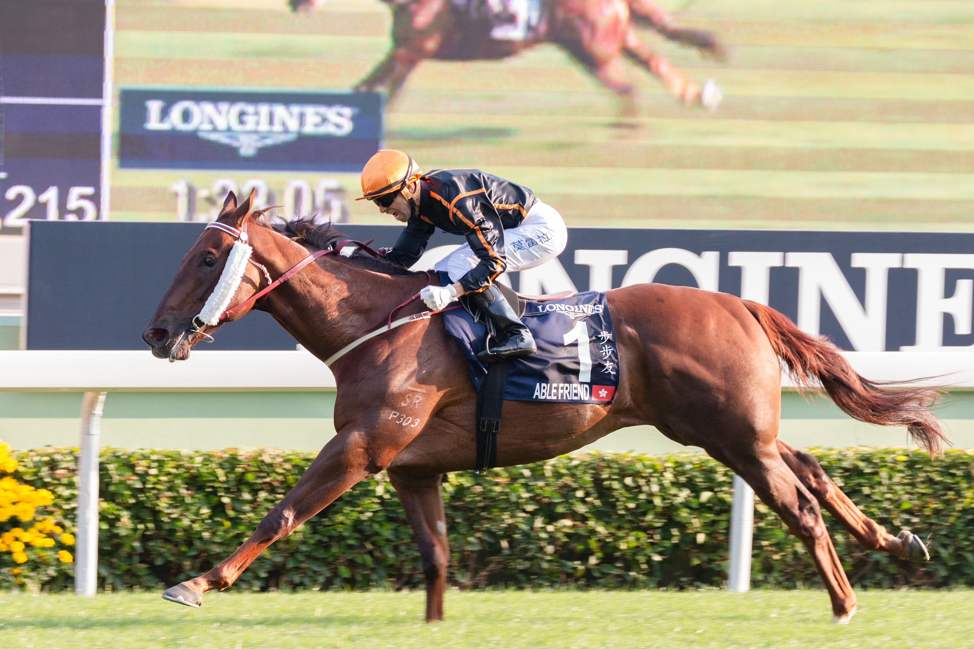 Able Friend(J Moreira)步步友(莫雷拉)